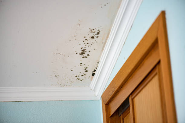 Best Mold Removal Company Near Me  in Linden, AZ