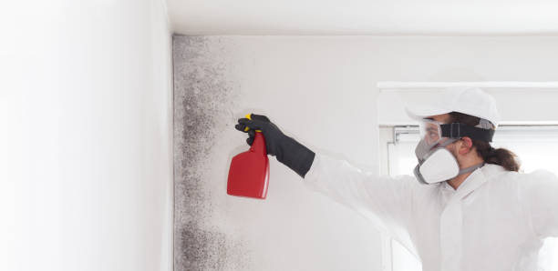 Best Home Mold Removal  in Linden, AZ