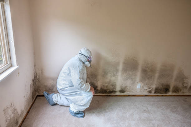 Best Local Mold Removal Service  in Linden, AZ