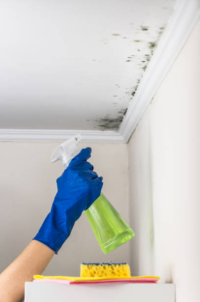 Best Best Mold Removal Companies  in Linden, AZ